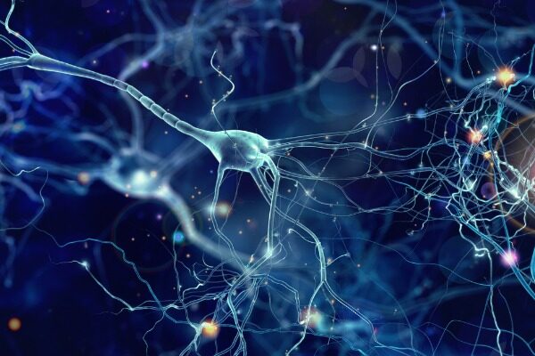 Hidden network of enzymes accounts for loss of brain synapses in Alzheimer’s