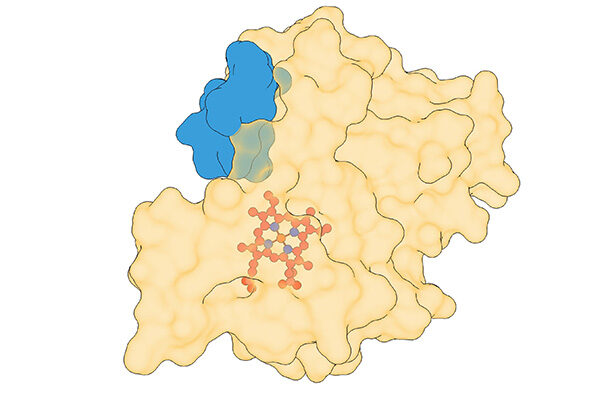 Gene regulator pumps iron to control sleep, inflammation and more, study finds