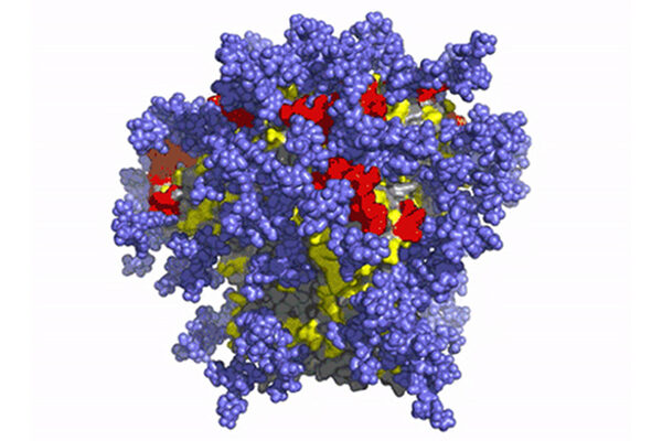 First-in-human clinical trial confirms novel HIV vaccine approach developed by IAVI and Scripps Research
