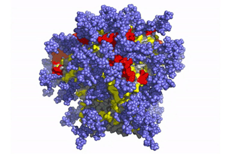 First-in-human clinical trial confirms novel HIV vaccine approach developed by IAVI and Scripps Research