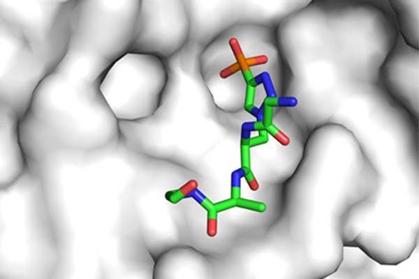 Important research antibodies get their close-up