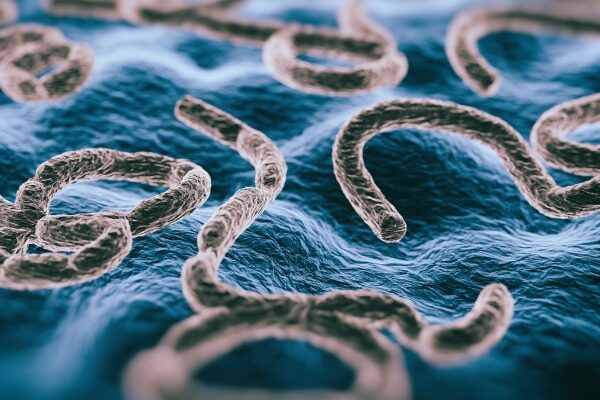 Study reveals how some antibodies can broadly neutralize ebolaviruses