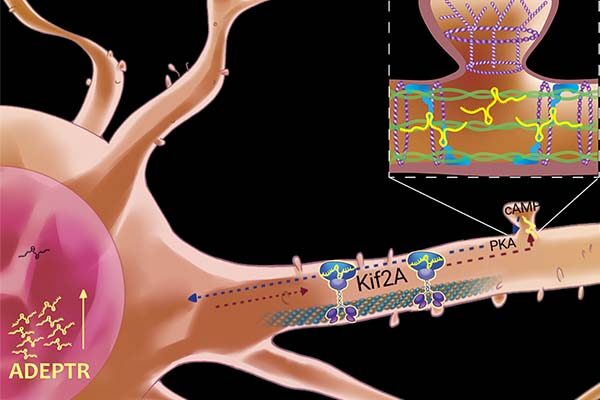 Making memories: Neural plasticity depends on a noncoding RNA’s journey from nucleus to synapse