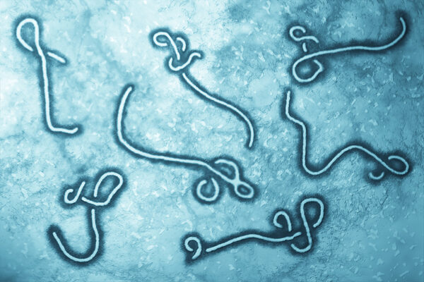 New ebolavirus vaccine design seeks to drive stronger antibody defense