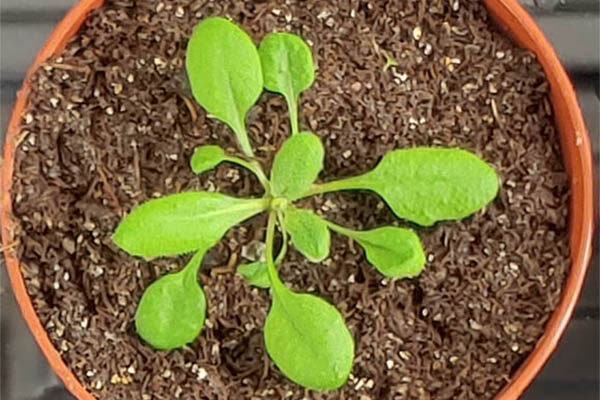 Force-sensing PIEZO proteins are at work in plants, too
