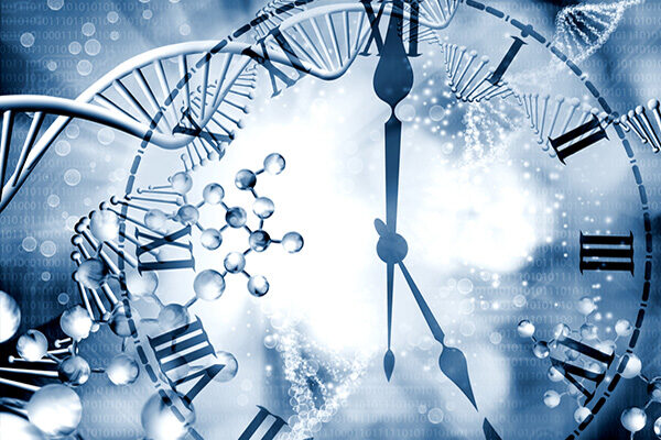 Scientists reveal how internal biological clock may suppress tumor growth