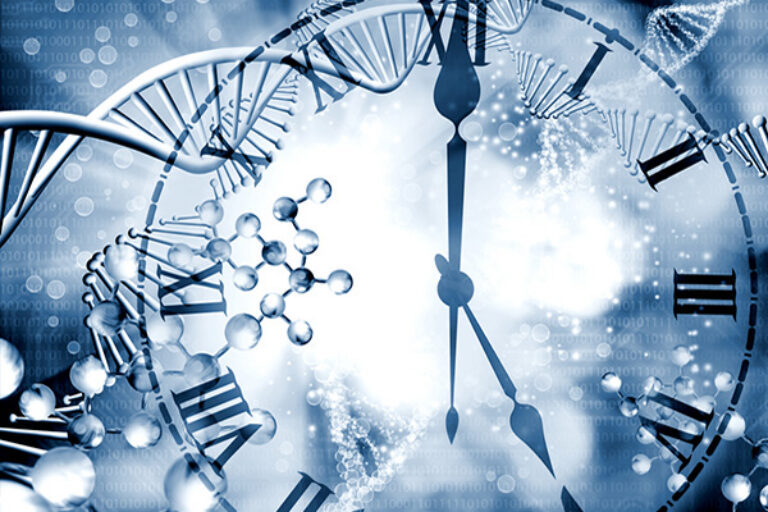 Scientists reveal how internal biological clock may suppress tumor growth