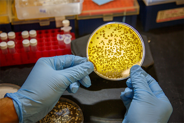 Scientists look to nature to discover method for installing sulfur into complex molecules