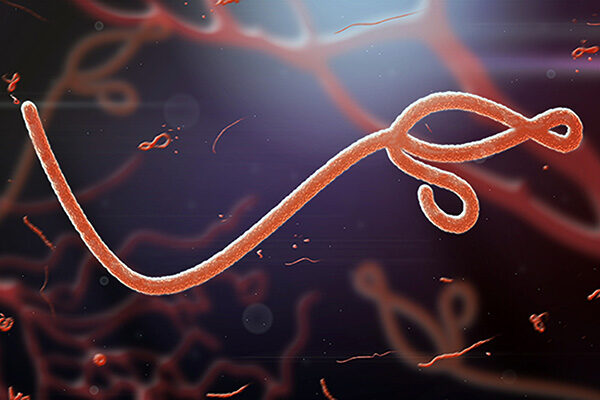 Two-antibody cocktail provides broad protection against ebolaviruses