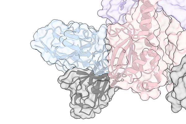 No more annual flu shot? Scripps Research and collaborators find new target for universal influenza vaccine