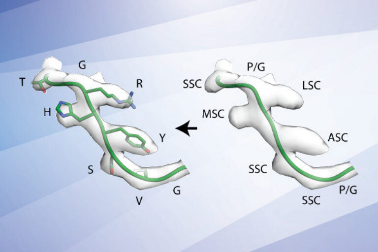 New electron microscopy technique could shortcut the development of vaccines and monoclonal antibody therapies