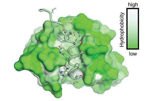 Scripps Research discovery could enable broad coronavirus vaccine