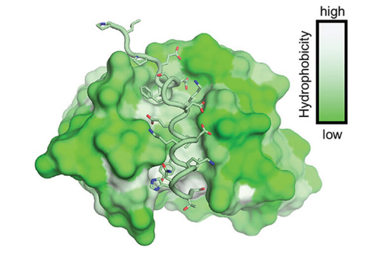 Scripps Research discovery could enable broad coronavirus vaccine