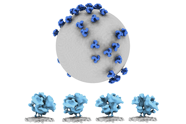 Unexpected findings detailed in new portrait of HIV