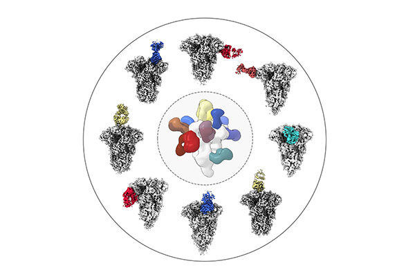 How a COVID-19 infection spurs antibodies against common colds