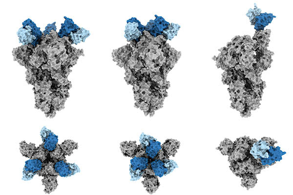 Scripps Research scientists explain what makes COVID-19 antibody “J08” so potent