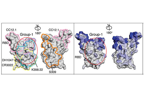 COVID-19 patient antibodies point researchers toward broad coronavirus vaccines