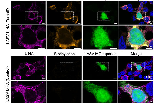 Cellular protein identified as possible drug target to combat Lassa hemorrhagic fever