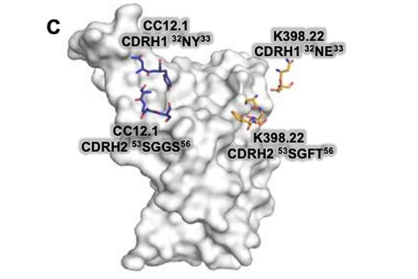 Scripps Research scientists discover antibodies that induce broad immunity against SARS viruses, including emerging variants