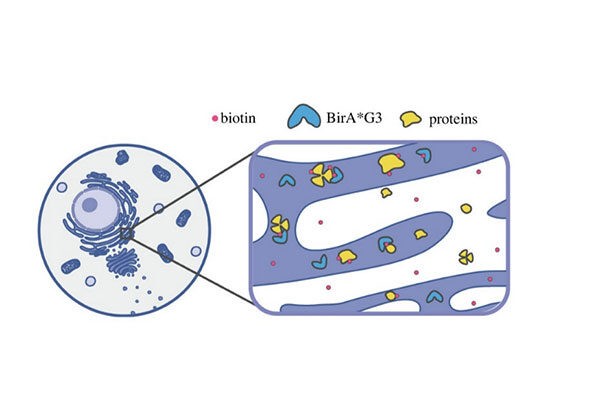 New research model illuminates how organs communicate with each other