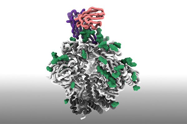 Scientists design and validate promising HIV vaccine strategy