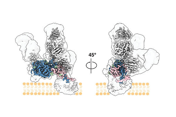 Scripps Research scientists map key protein structure of Hepatitis C virus