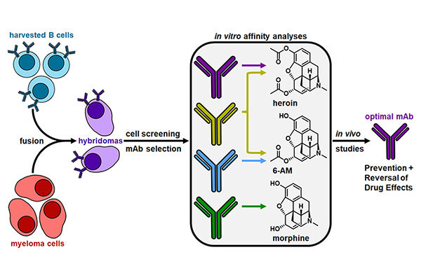 Antibody blunts heroin’s lethality, paving the way for a promising new therapy