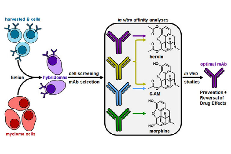 Antibody blunts heroin’s lethality, paving the way for a promising new therapy