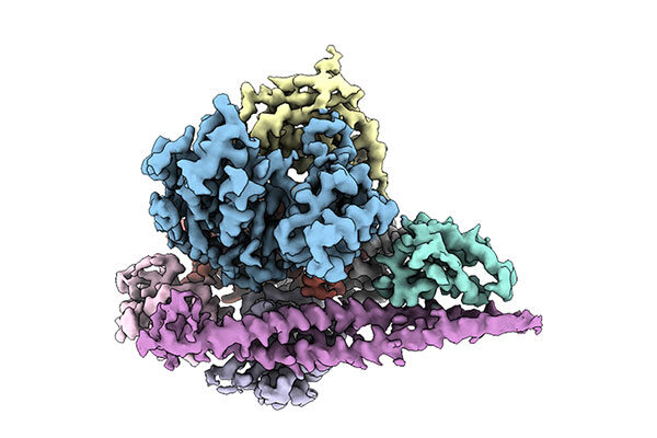 Structural studies offer “how-to” guide for designing cancer drugs
