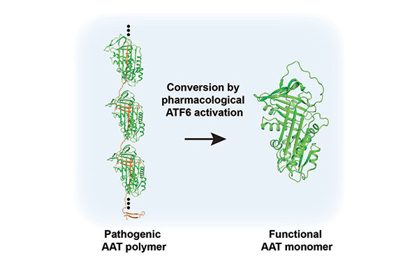 Fixing a misfolded protein to treat lung disease