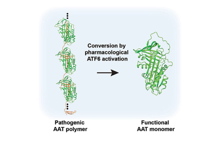 Fixing a misfolded protein to treat lung disease