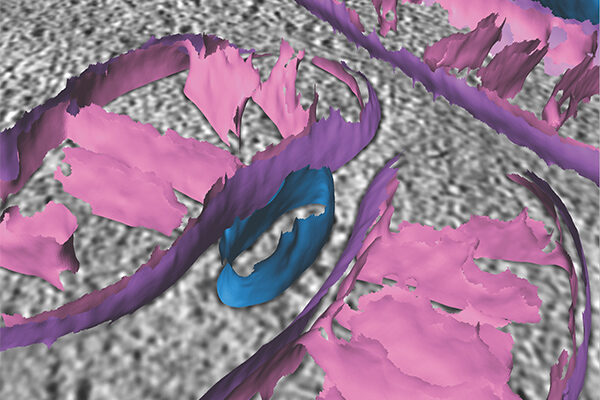 Scripps Research scientists develop new technique for studying mitochondria