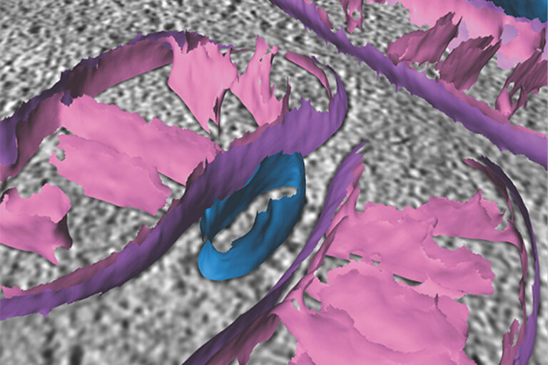 Scripps Research scientists develop new technique for studying mitochondria