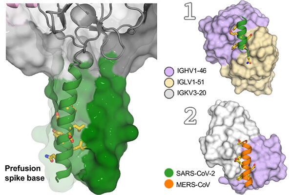 Scientists find human antibodies that can block multiple coronaviruses including SARS-CoV-2