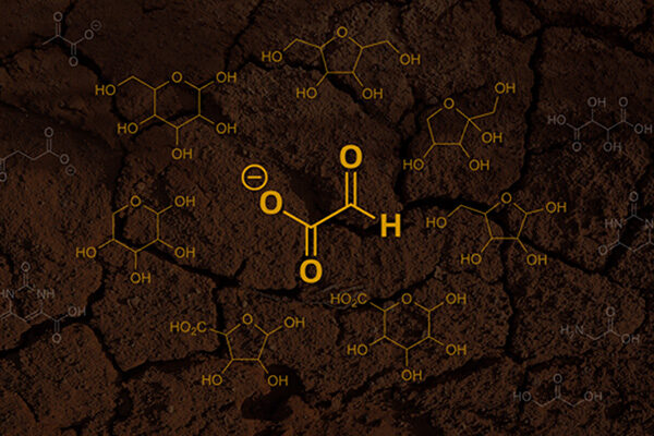 Where did the first sugars come from?