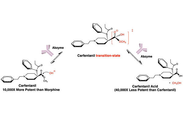Therapeutic can seek and destroy potent opioid to treat overdoses