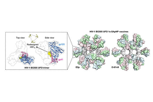 Trim the sugar: New HIV vaccine design improves immune response