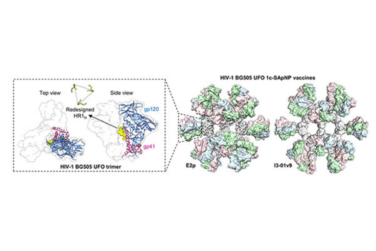 Trim the sugar: New HIV vaccine design improves immune response
