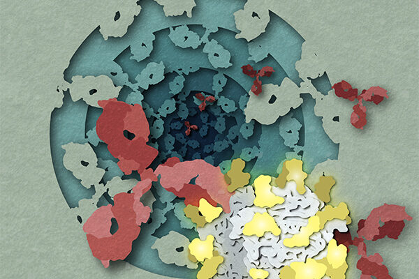 Deadly virus structures point toward new avenues for vaccine design