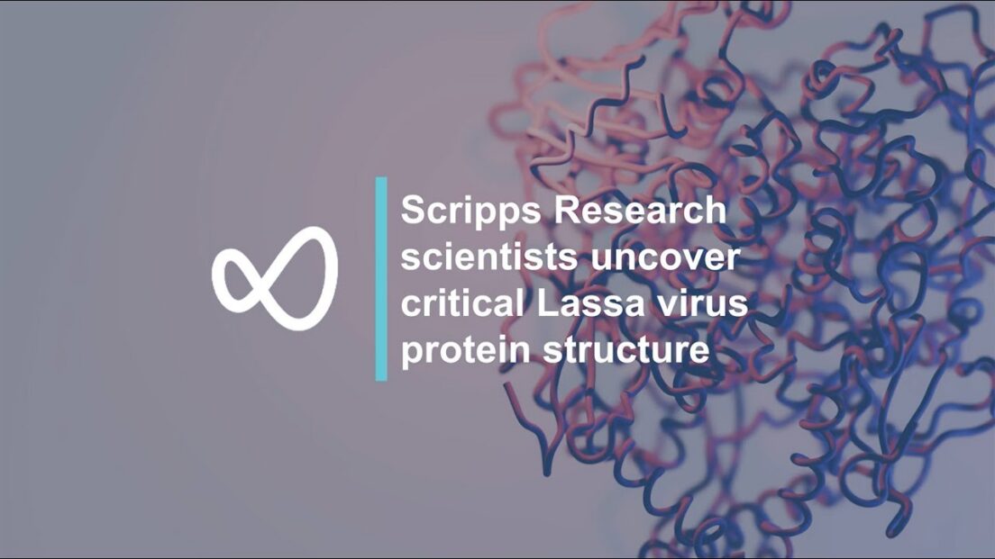 Uncovering critical Lassa virus protein structure