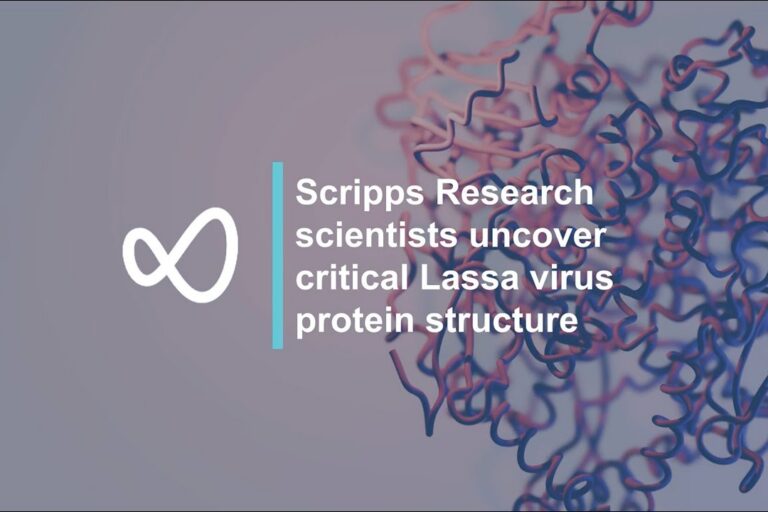 Uncovering critical Lassa virus protein structure