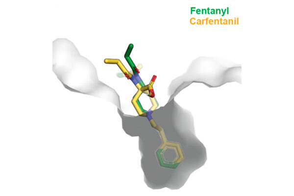 Human antibody that targets carfentanil, fentanyl and related opioids reverses overdose effects in preclinical study