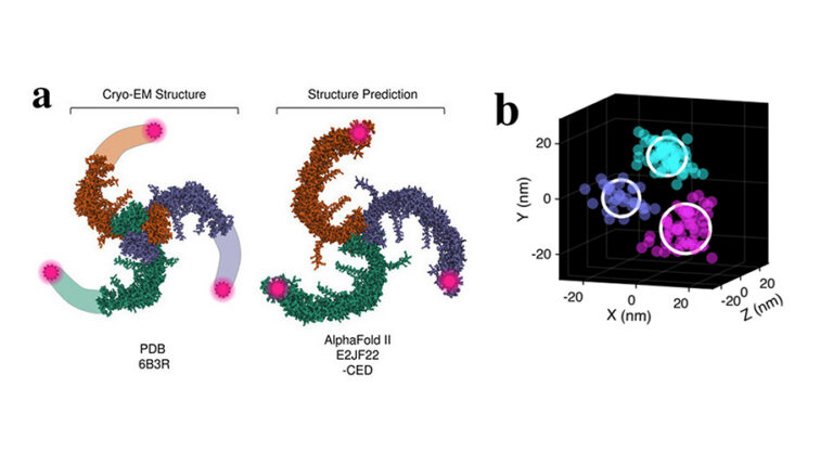 Scripps Research scientists reveal how sensory protein changes shape with nanometer resolution