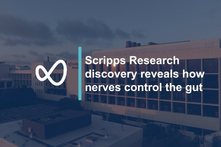 Discovery reveals how nerves control the gut: Scripps Research study on PIEZO receptors