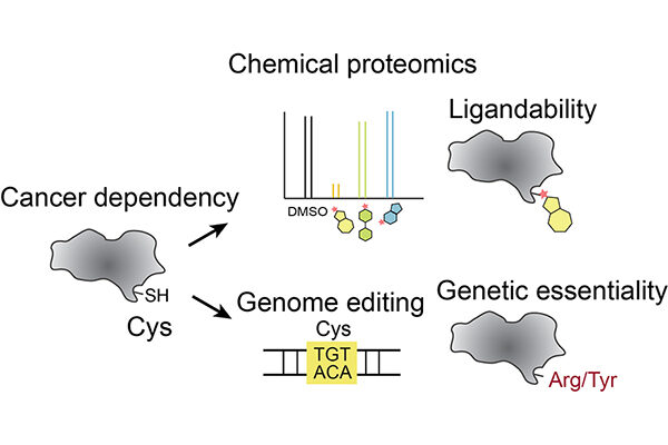 New cancer drug targets uncovered using base editing and chemical proteomics
