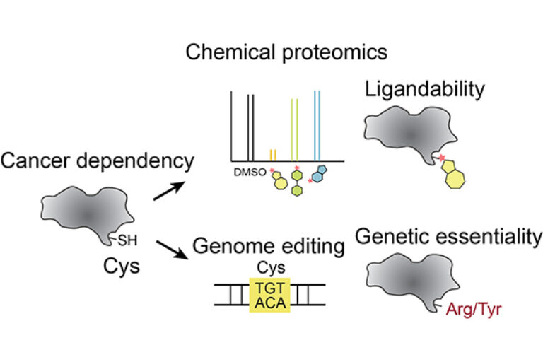 New cancer drug targets uncovered using base editing and chemical proteomics