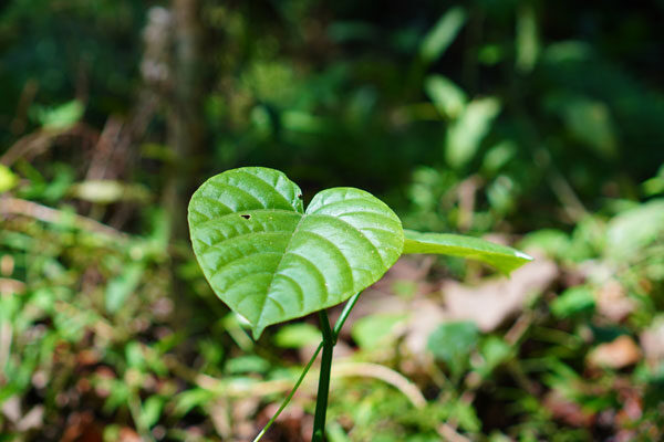 Taming a plant-derived toxin