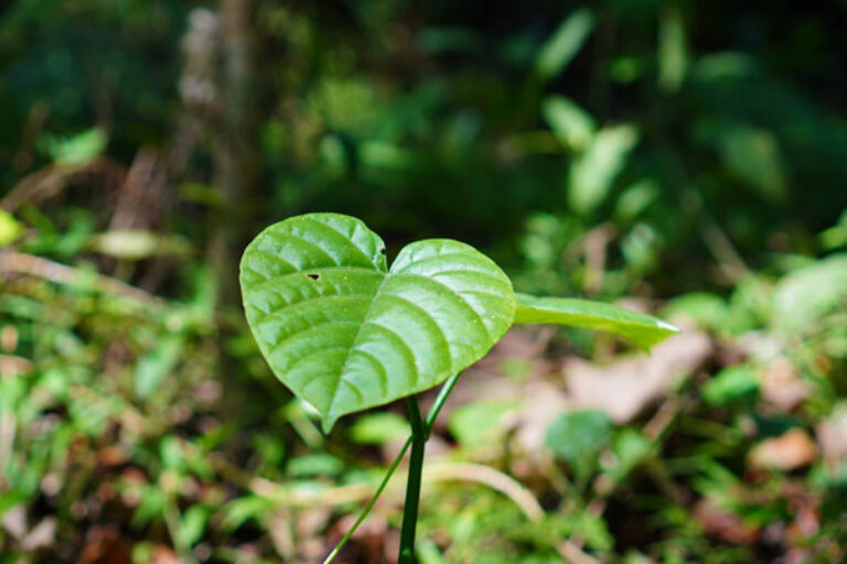 Taming a plant-derived toxin