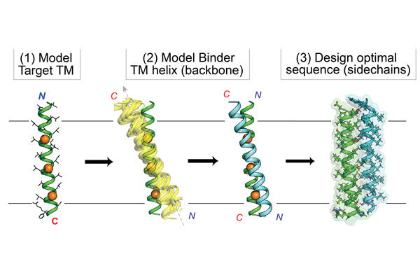 New computational strategy boosts the ability of drug designers to target proteins inside the membrane