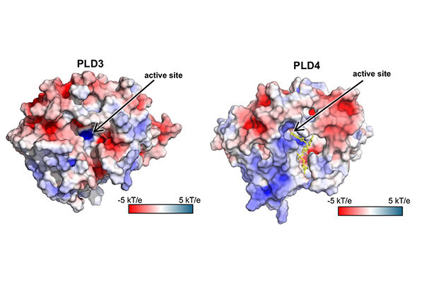 New enzyme models reveal key disease insights